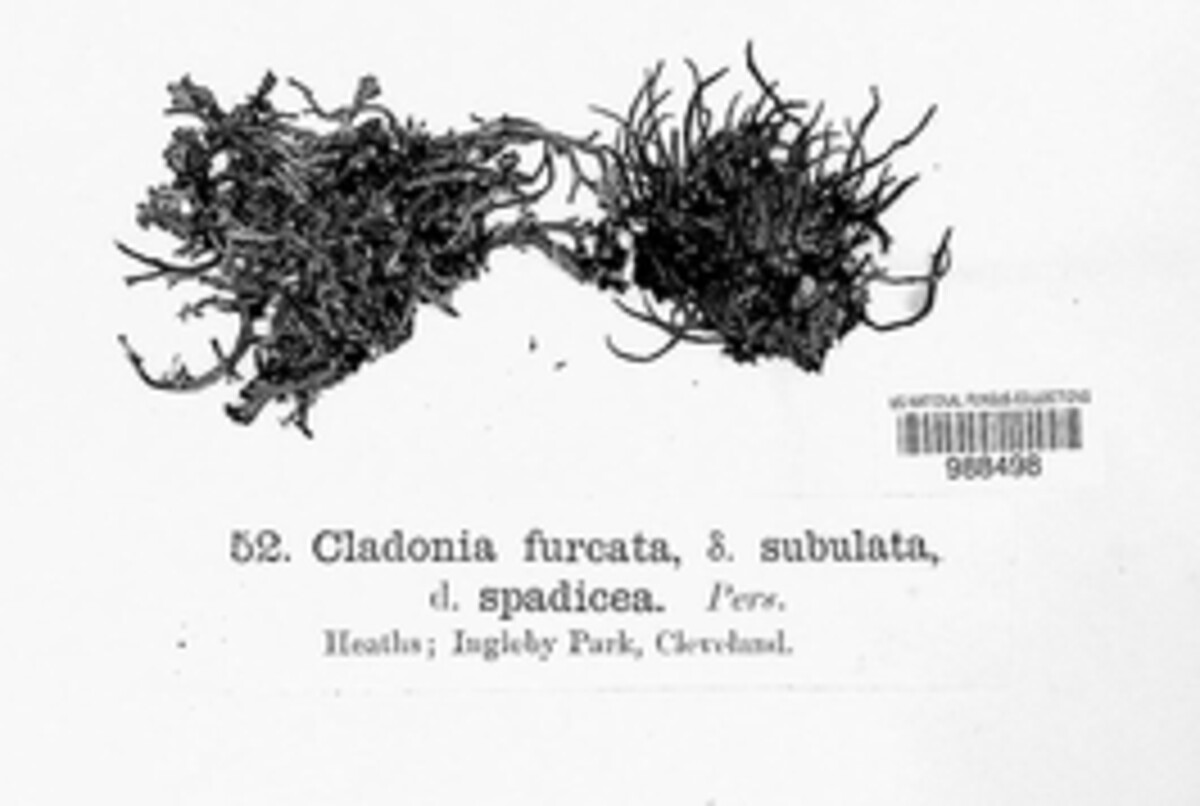 Cladonia furcata f. subulata image